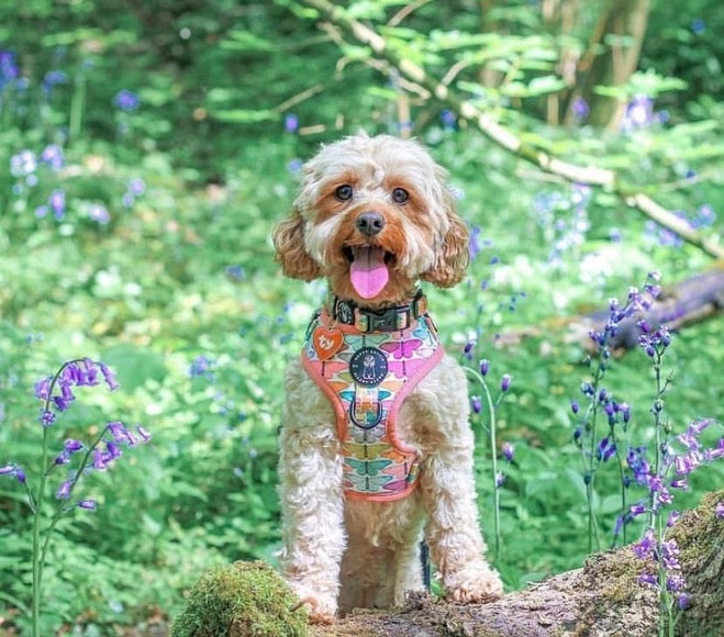 Designer Dog Harness for medium dogs, featuring butterflies