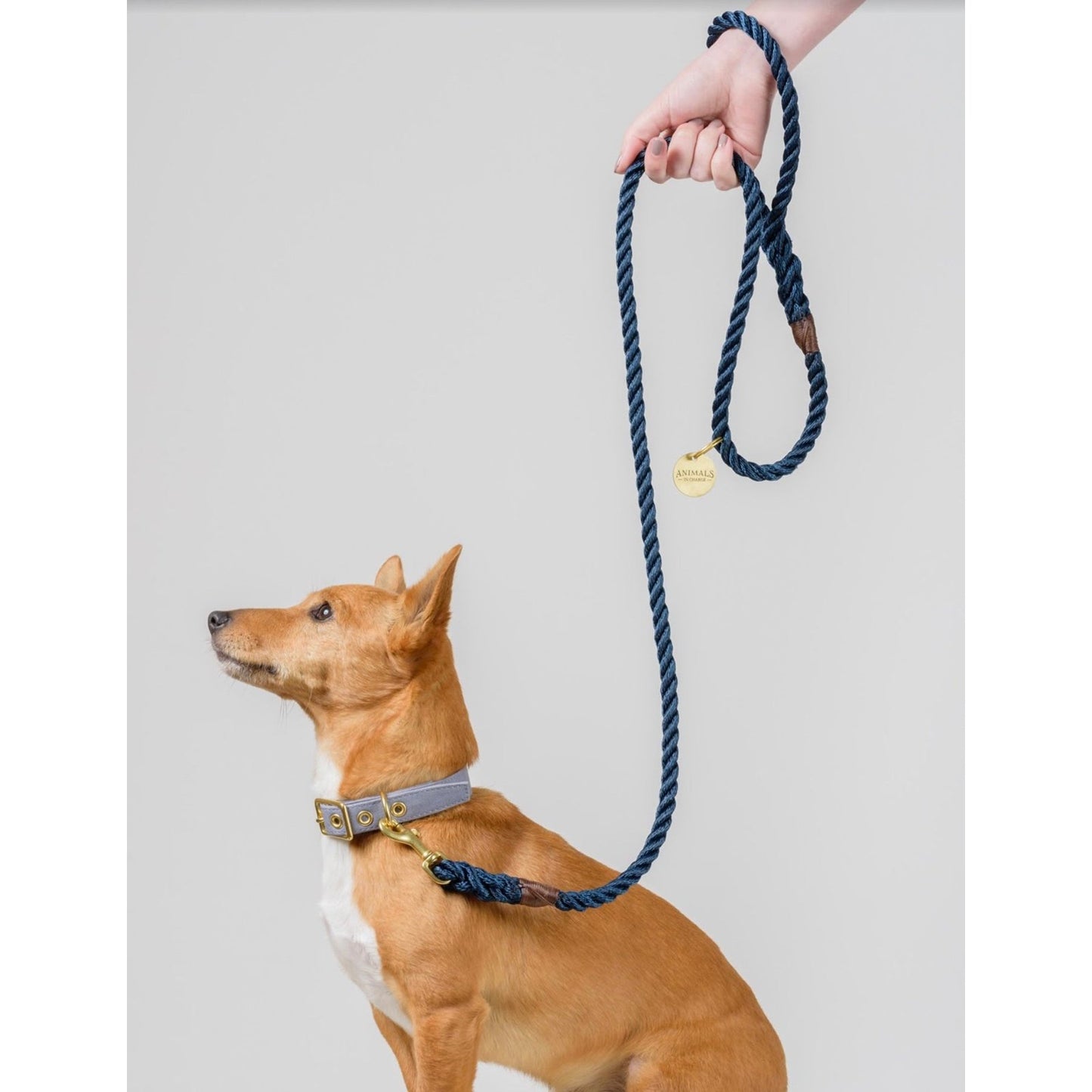 Rope Lead: Royal Blue - info-0712