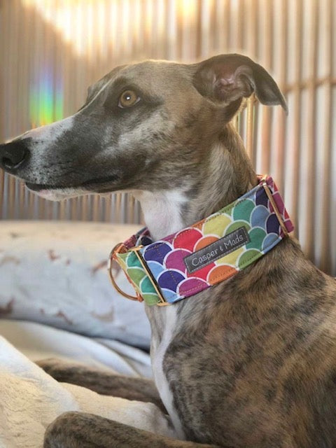 Collars for hounds: Martingale Collars