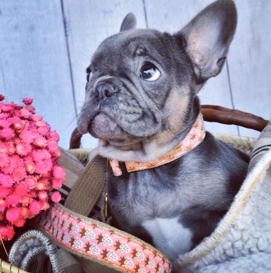 Pink Strawberry Dog Harness