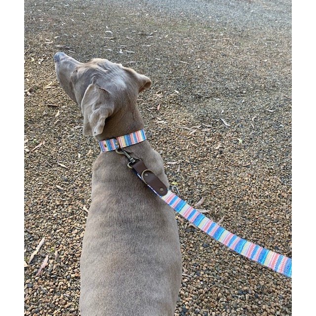 Summer Azul Dog Collar - info-0712