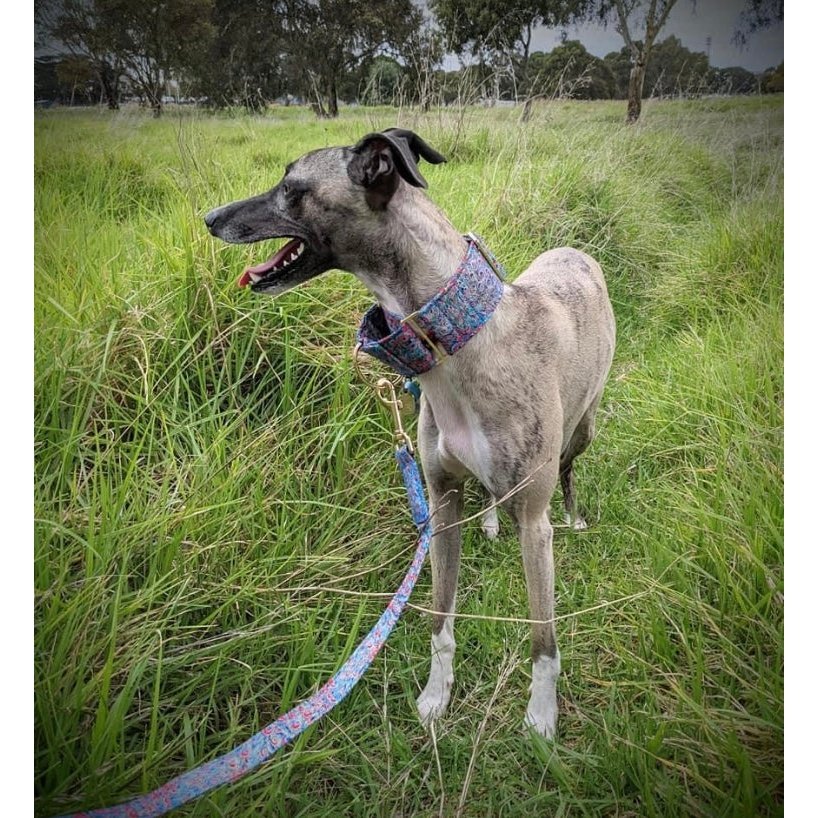 Whippet collars for sales sale