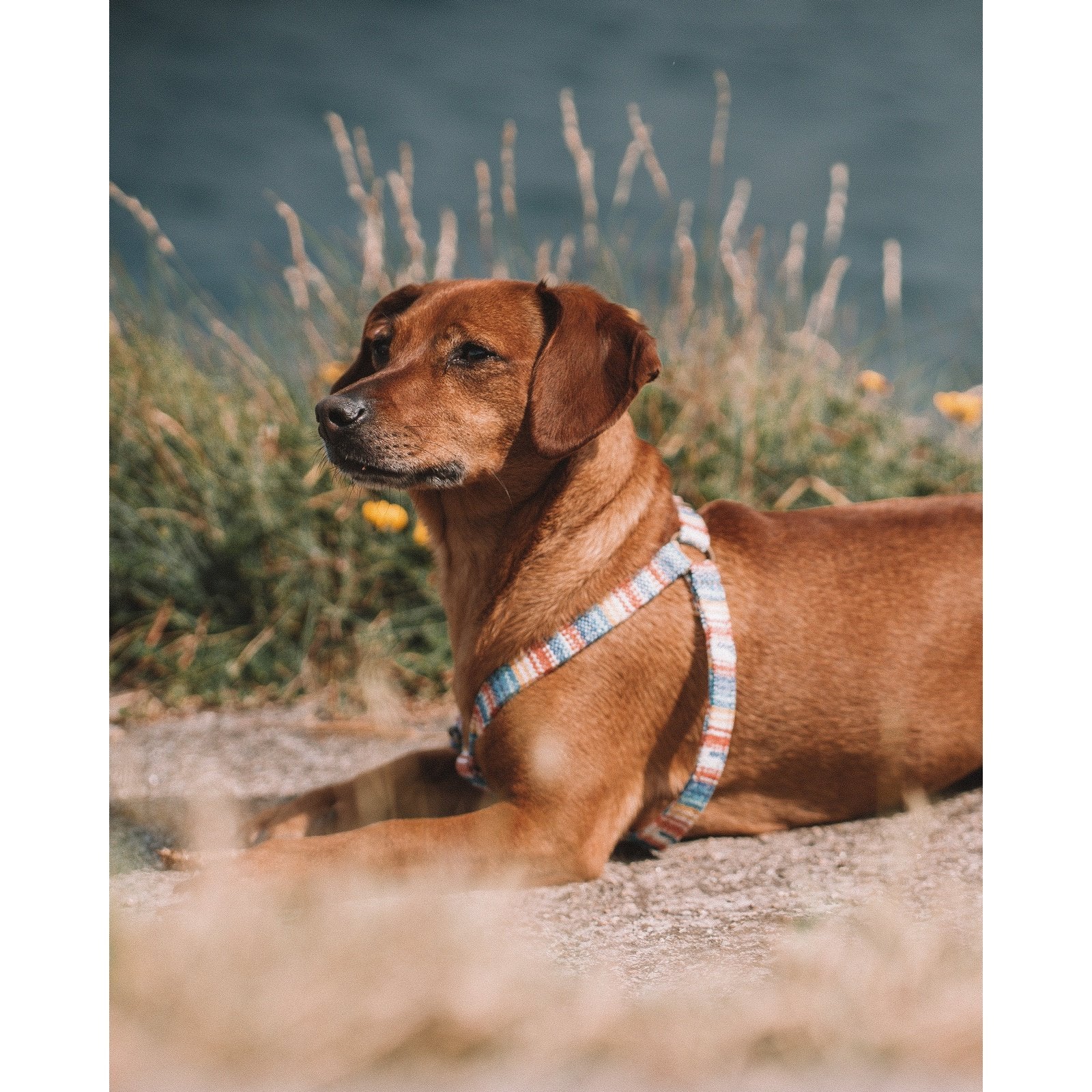 Summer Azul Dog Harness - info-0712