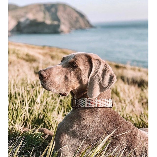 Summer Stripe Dog Collar - info-0712